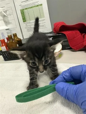 A baby small-sized male Domestic Medium Hair cat named Salem for adoption in San Martin, CA