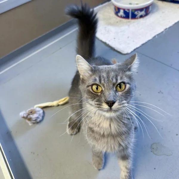 A young small-sized female Domestic Long Hair cat named Cocoa for adoption in Des Moines, IA
