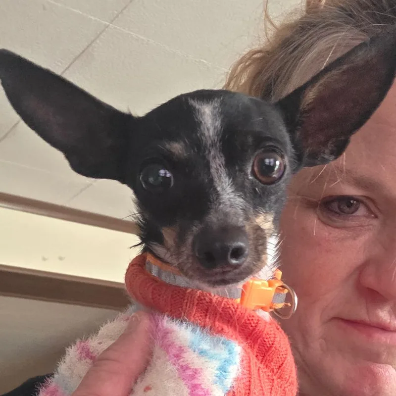 A young small-sized female White / Cream Chihuahua dog named Malina for adoption in Goltry, OK