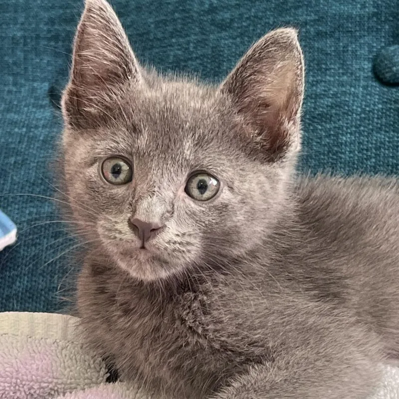 A baby small-sized male Gray / Blue / Silver Domestic Short Hair cat named Ugene for adoption in Austin, TX