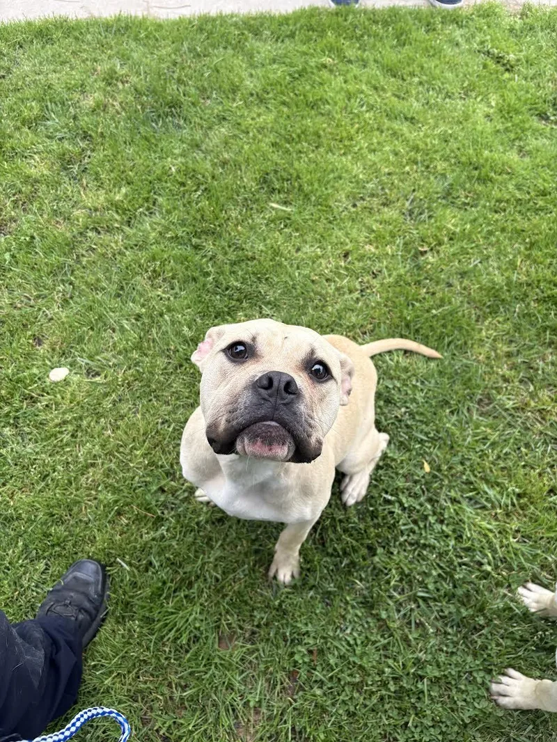 An adult medium-sized male Apricot / Beige Pit Bull Terrier dog named Luigi for adoption in Oakdale, CA