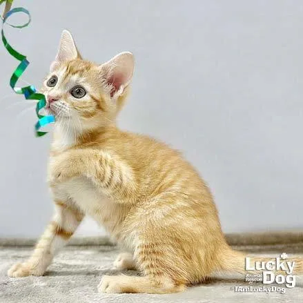 A baby medium-sized male Orange / Red Domestic Short Hair cat named Lex for adoption in Washington, DC