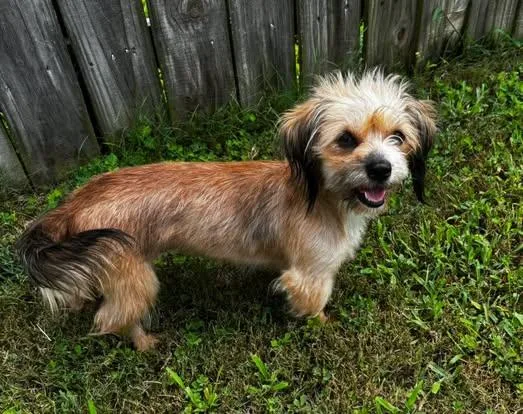 An adult small-sized female Yellow / Tan / Blond / Fawn Yorkshire Terrier dog named Lainey for adoption in Calera, AL