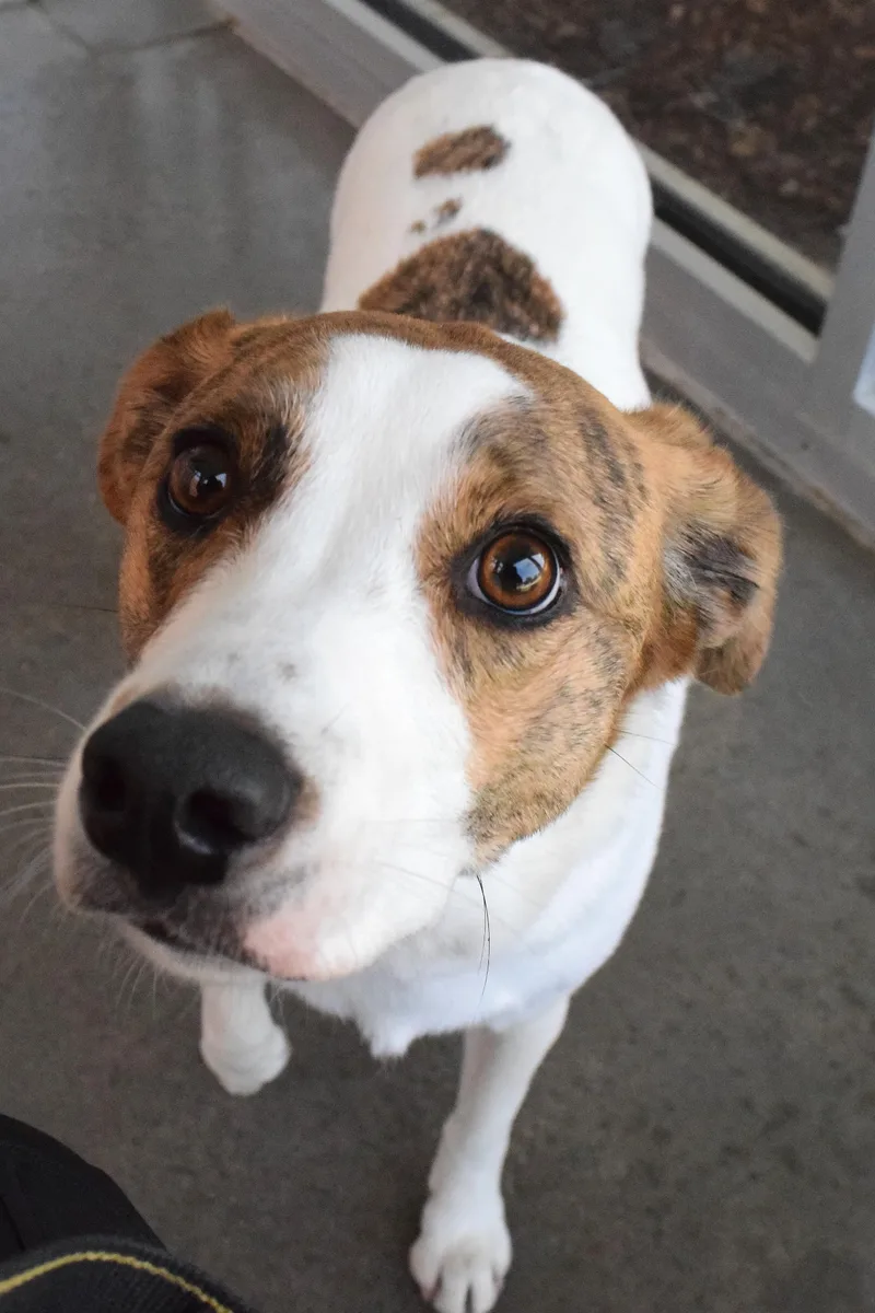 An adult large-sized female White / Cream Australian Cattle Dog / Blue Heeler dog named 22481 for adoption in Broken Arrow, OK