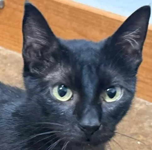 An adult medium-sized female Domestic Short Hair cat named Heleena for adoption in Fort Collins, CO