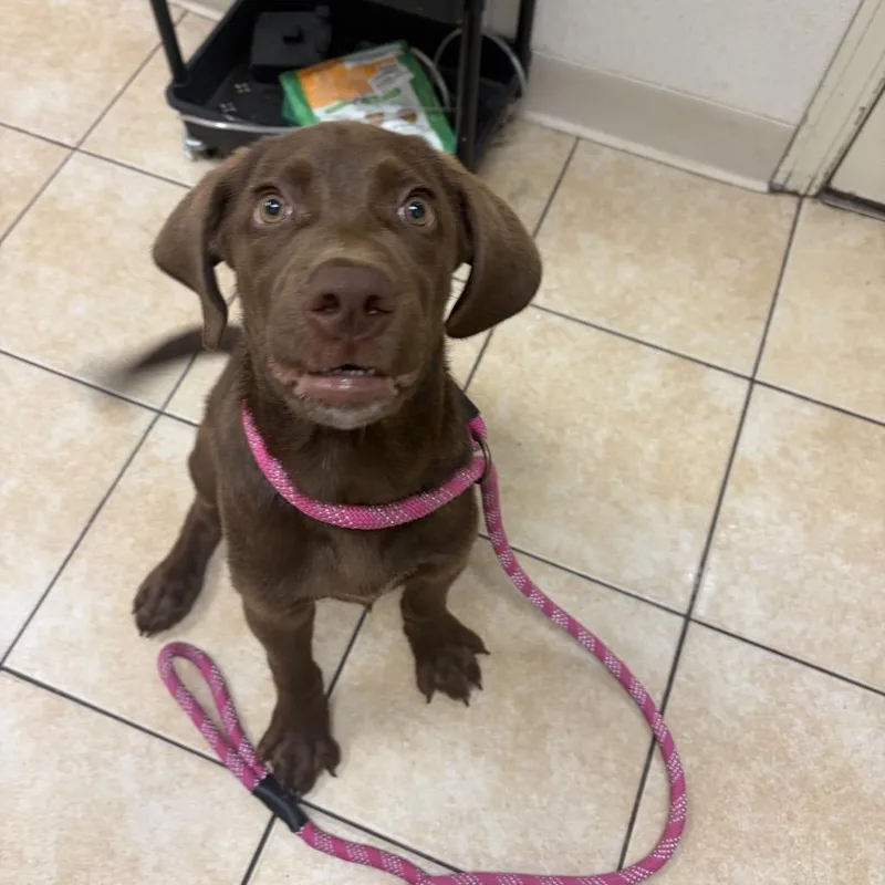 A baby large-sized male Brown / Chocolate Chocolate Labrador Retriever dog named Brutus for adoption in Pekin, IL