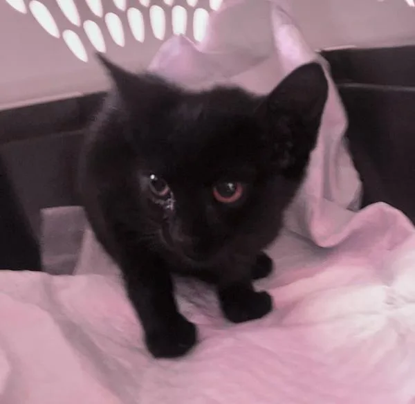 A baby small-sized female Domestic Short Hair cat named Princess Azula for adoption in San Diego, CA