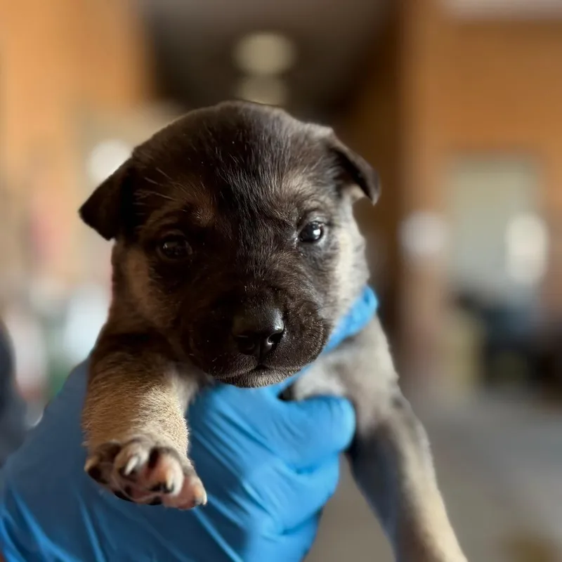 A baby small-sized male Black Shepherd dog named Lassiter for adoption in Birmingham, AL