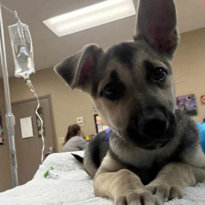 Lassiter thumbnail 2