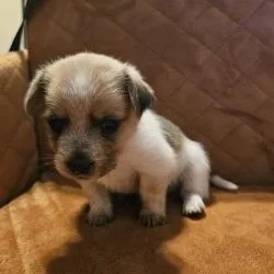 A baby small-sized male Yellow / Tan / Blond / Fawn Terrier dog named Larry for adoption in San Antonio, TX