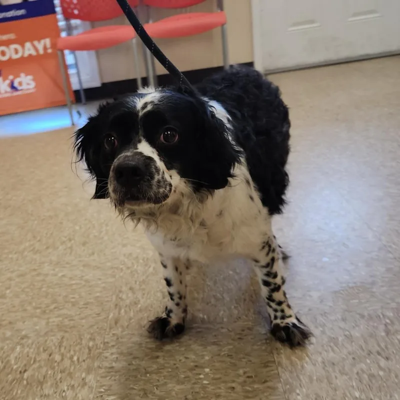 An adult small-sized male Mixed Breed dog named Oreo for adoption in Cumming, GA