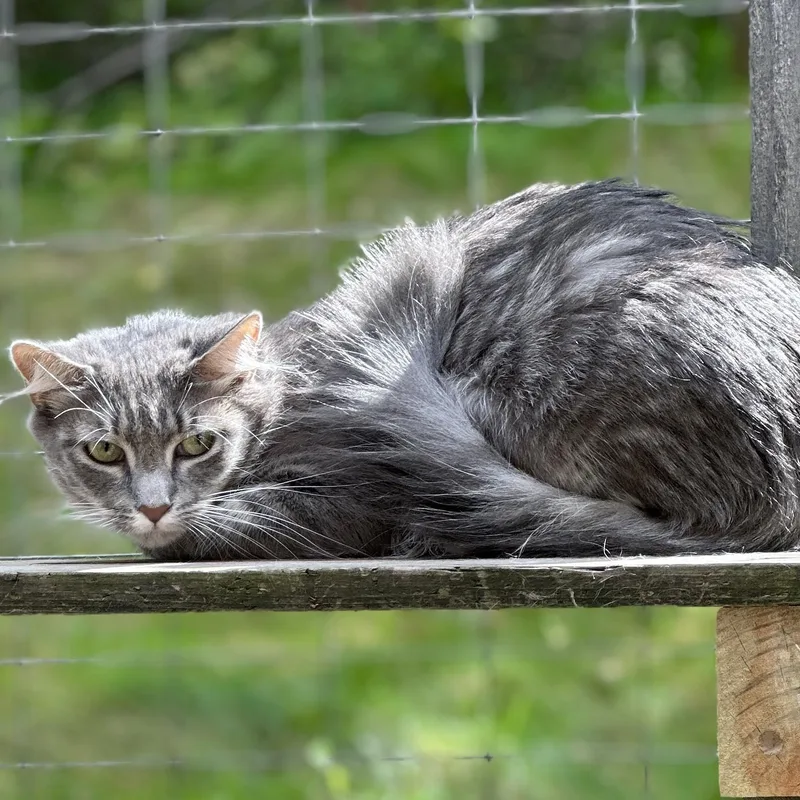 An adult medium-sized female Tabby (Gray / Blue / Silver) Domestic Medium Hair cat named The Grey Lady for adoption in Victor, NY