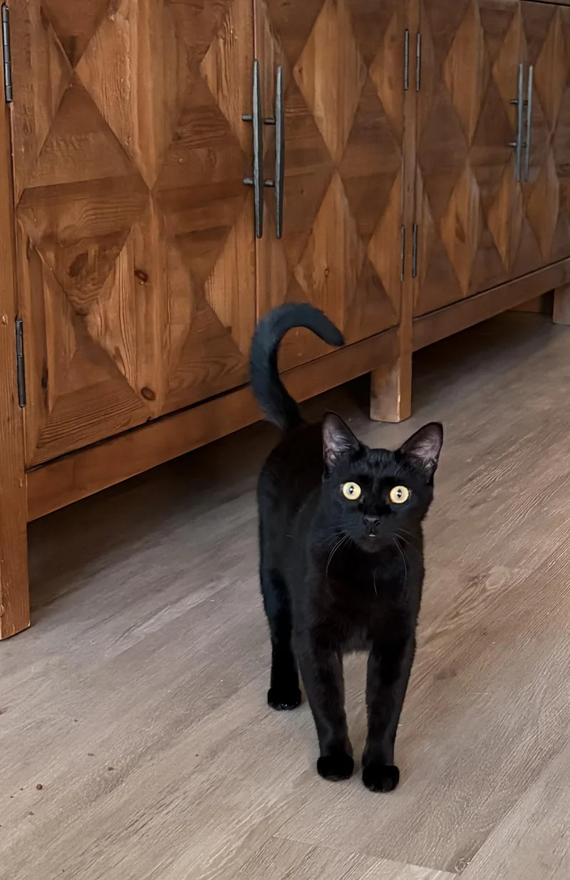 A baby medium-sized female Black Domestic Short Hair cat named Michelle total love bug for adoption in Los Angeles, CA