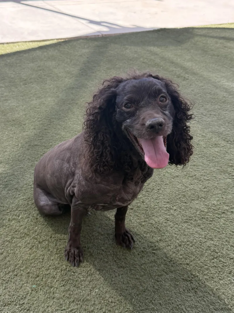 A senior small-sized female Black Boykin Spaniel dog named Emma for adoption in Boulder City, NV