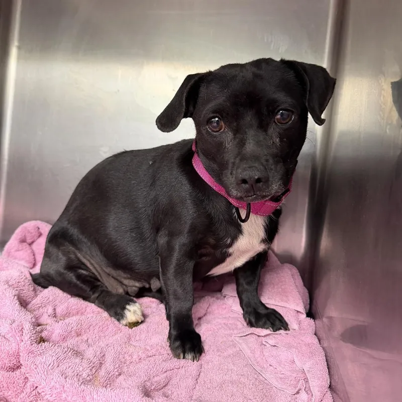 An adult small-sized female Black Mixed Breed dog named Quebec for adoption in Fredericksburg, VA