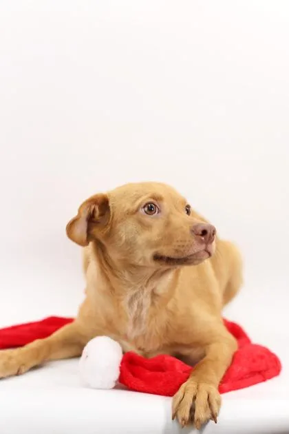 A baby small-sized male Shetland Sheepdog / Sheltie dog named Dumplin for adoption in Morton Grove, IL
