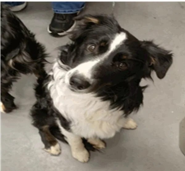A young medium-sized male Border Collie dog named Saja Boy for adoption in Vancouver, WA