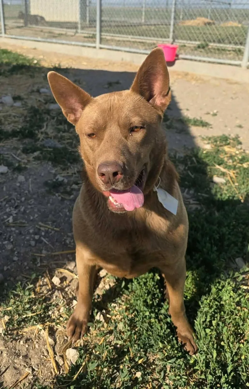 An adult medium-sized female Mixed Breed dog named Canela for adoption in Othello, WA