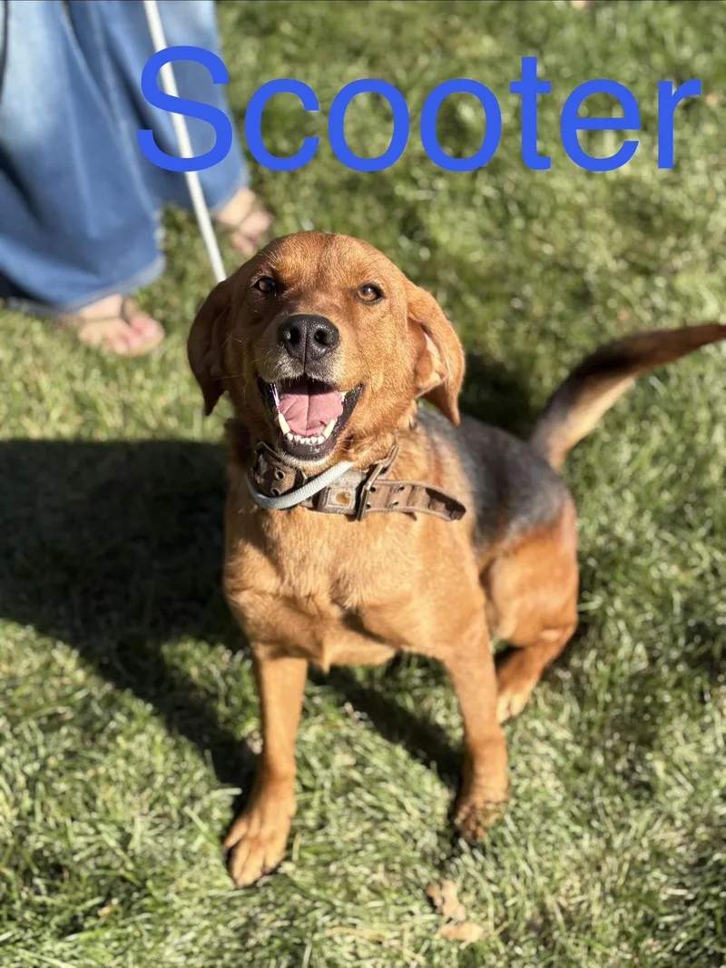 A young medium-sized male Beagle dog named Scooter for adoption in Zimmerman, MN