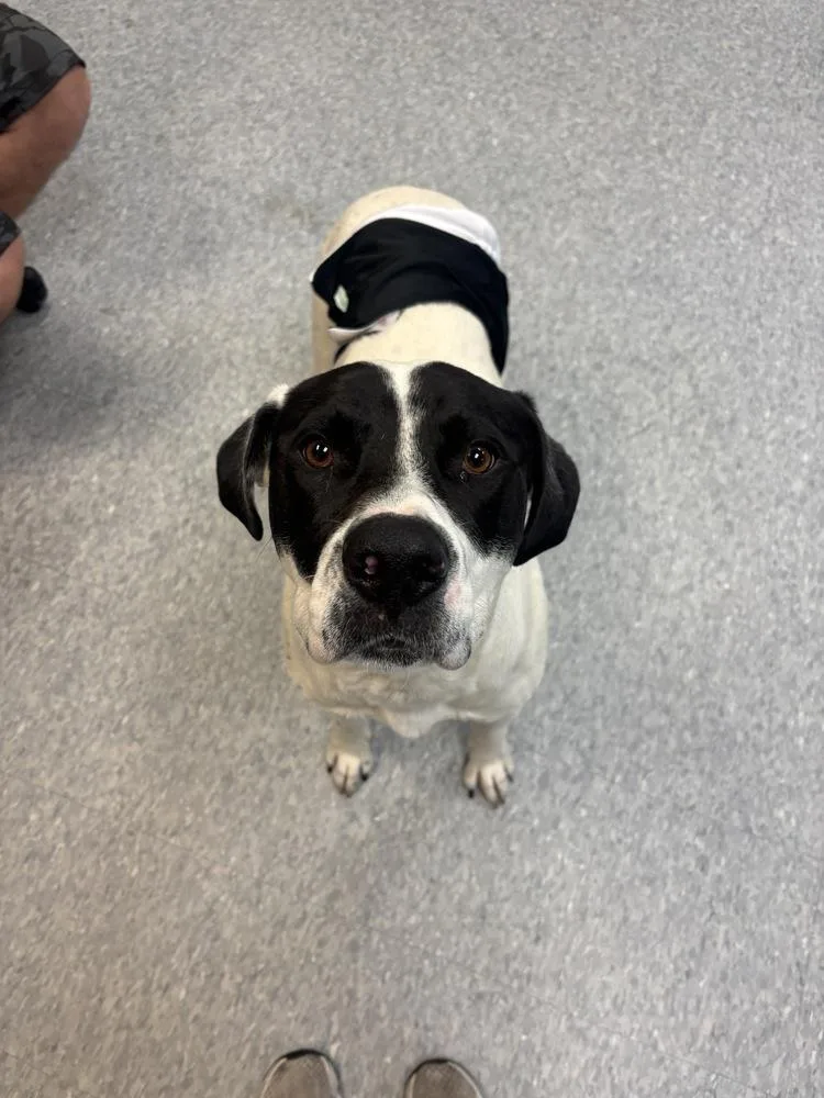 An adult large-sized male Tricolor (Brown, Black, & White) Labrador Retriever dog named Bobbie Earl for adoption in Clinton Township, MI