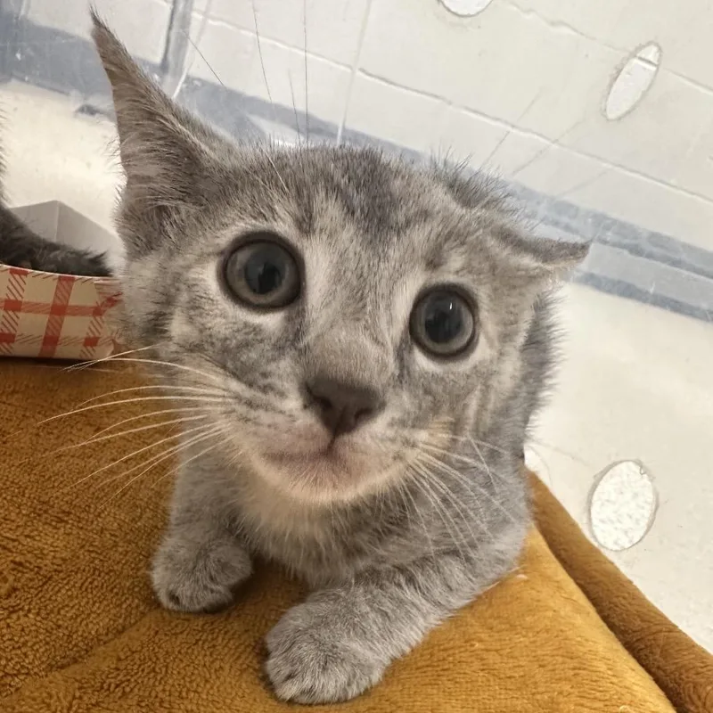 A baby small-sized female Gray / Blue / Silver Domestic Short Hair cat named FlipFlop for adoption in Evansville, IN