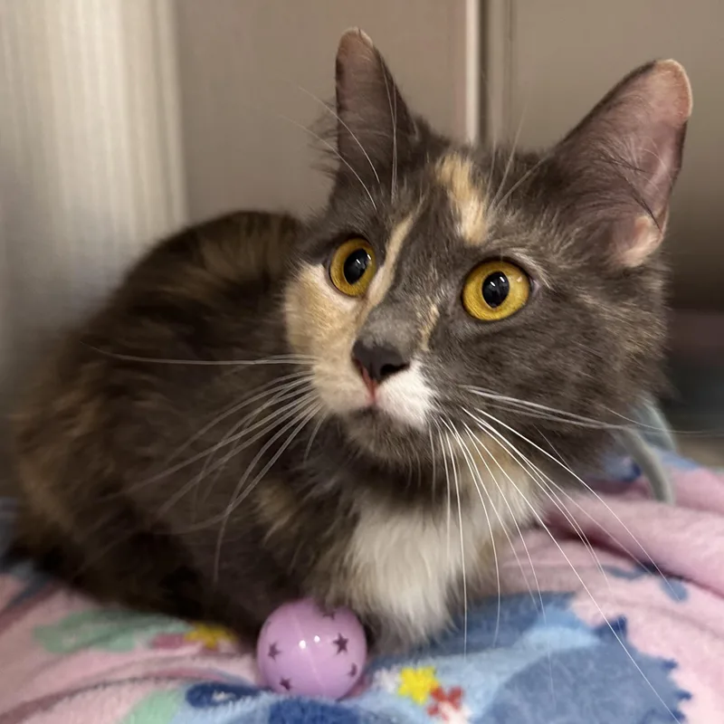 A baby medium-sized female Domestic Medium Hair cat named Sky  Cloud  for adoption in Clifton, NJ
