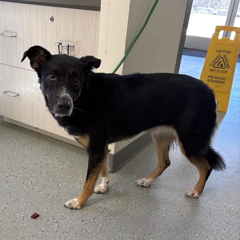 An adult medium-sized female Black Australian Shepherd dog named Bailey for adoption in Galax, VA