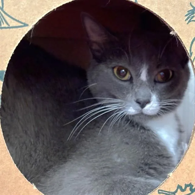 A young small-sized female Domestic Short Hair cat named Sunny for adoption in St. Louis, MO