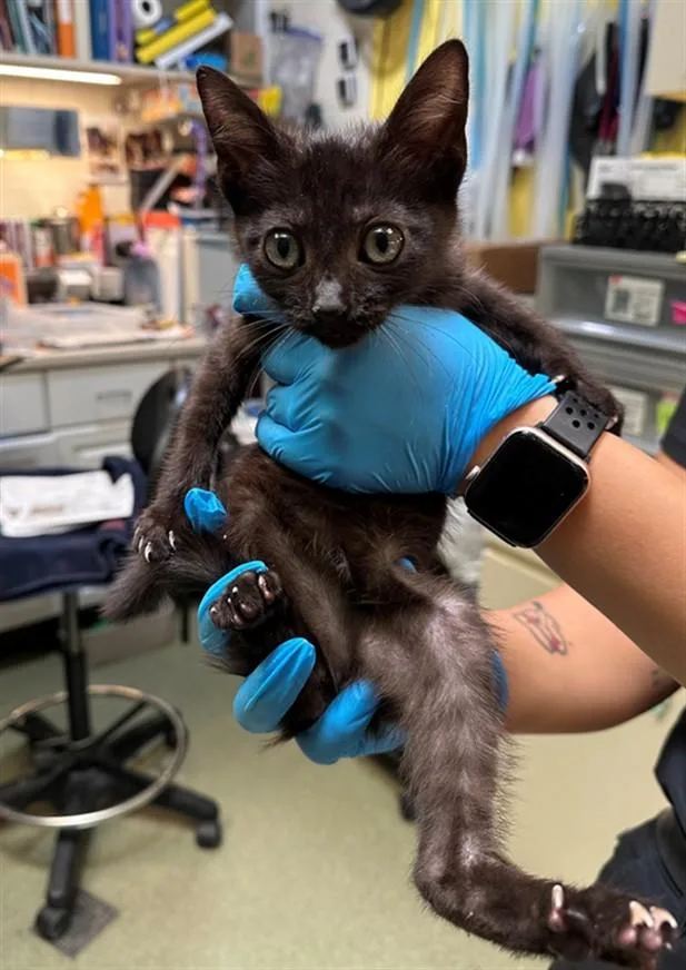 A baby small-sized female Domestic Short Hair cat named A for adoption in Burbank, CA