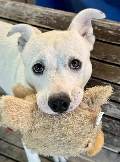 A young medium-sized female Australian Cattle Dog / Blue Heeler dog named Coconut for adoption in Lodi, CA