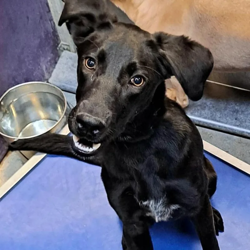 An adult large-sized male Black Retriever dog named Beaux for adoption in Edinburg, TX