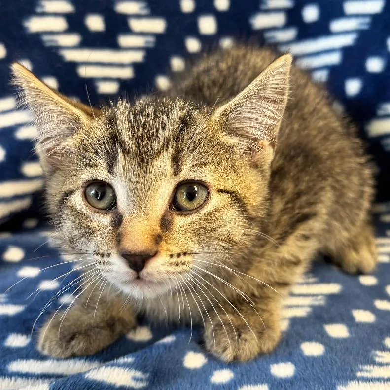 A baby small-sized male Brown / Chocolate Domestic Short Hair cat named Orion for adoption in Mount Juliet, TN
