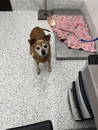 A senior medium-sized male Miniature Pinscher dog named Jett for adoption in Atlanta, GA