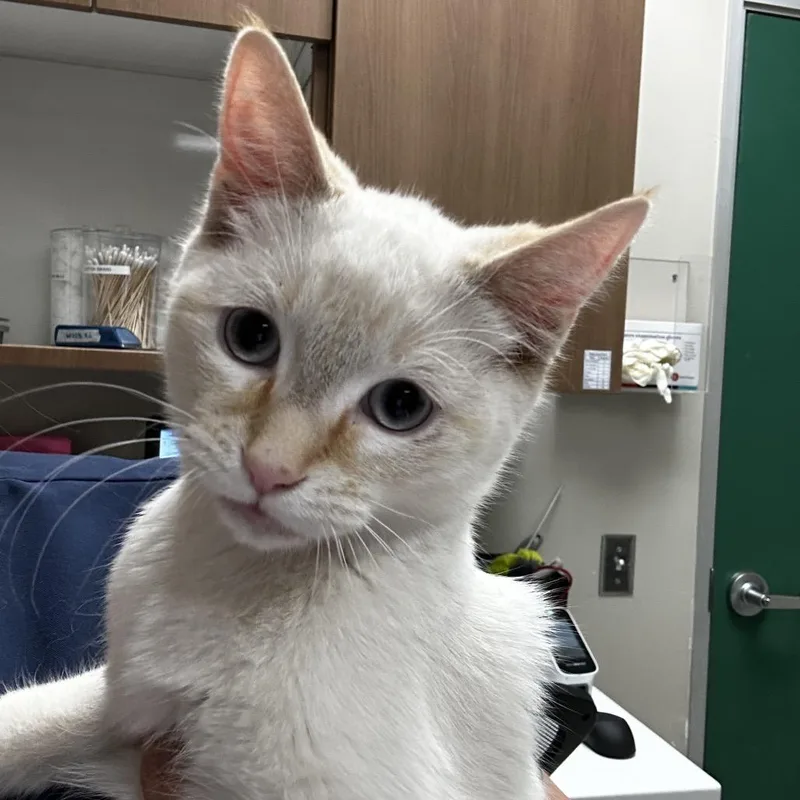 A baby medium-sized male Flame Point Domestic Short Hair cat named Freckles for adoption in Reno, NV