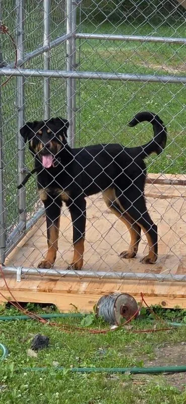 A young medium-sized female Black Rottweiler dog named Greta for adoption in Georgetown, OH