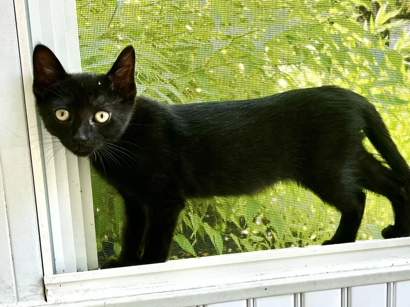 Ebony