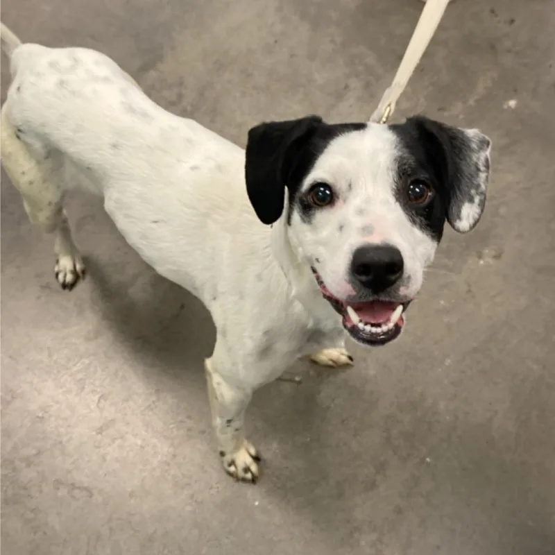 A young small-sized male White / Cream Mixed Breed dog named Sol for adoption in Pittsburgh, PA