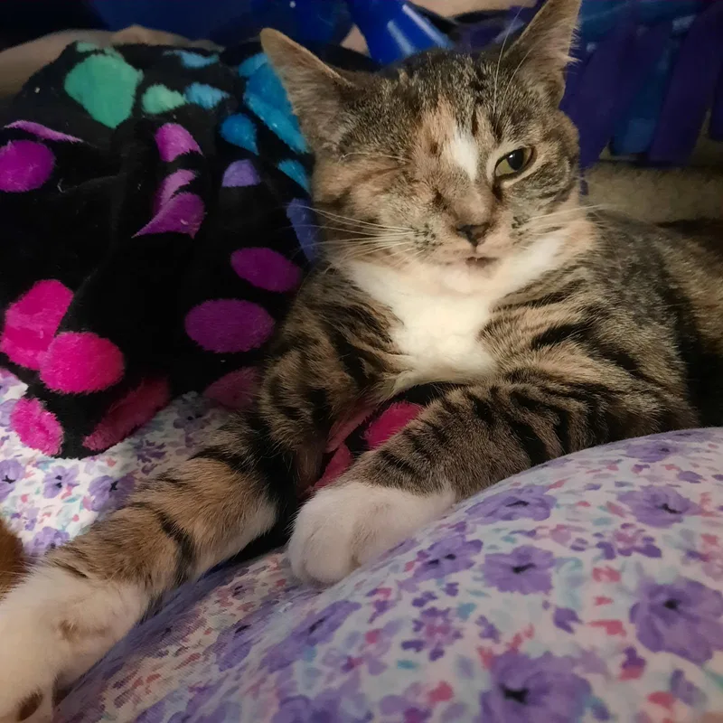 A baby medium-sized female Tabby (Buff / Tan / Fawn) Domestic Short Hair cat named Paige for adoption in Kirklin, IN