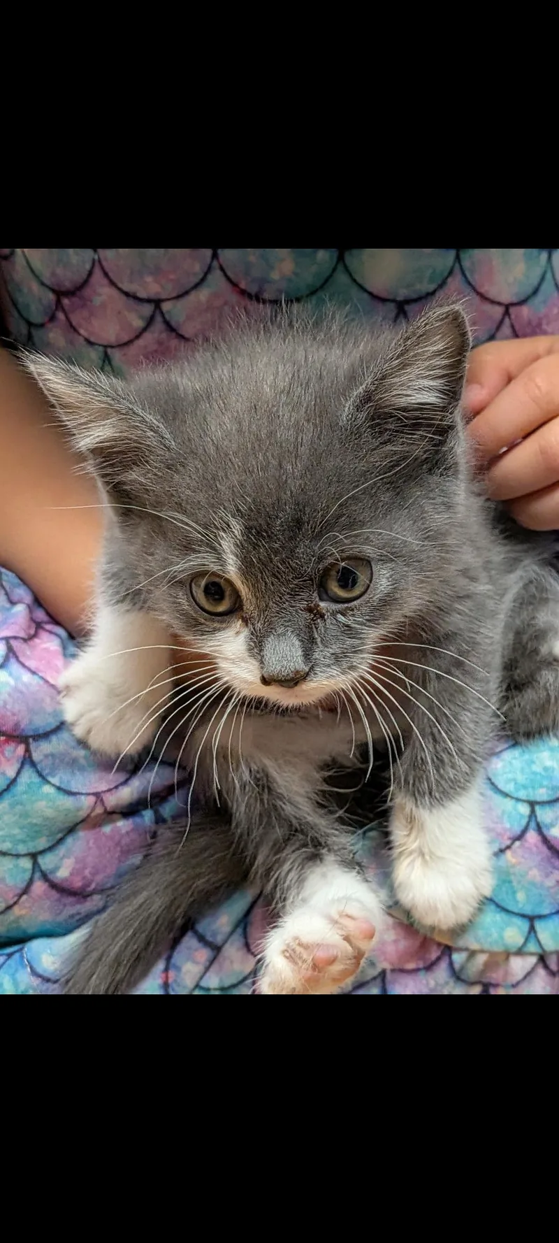 A baby medium-sized female Gray / Blue / Silver Domestic Short Hair cat named Golem for adoption in Lewis Center, OH