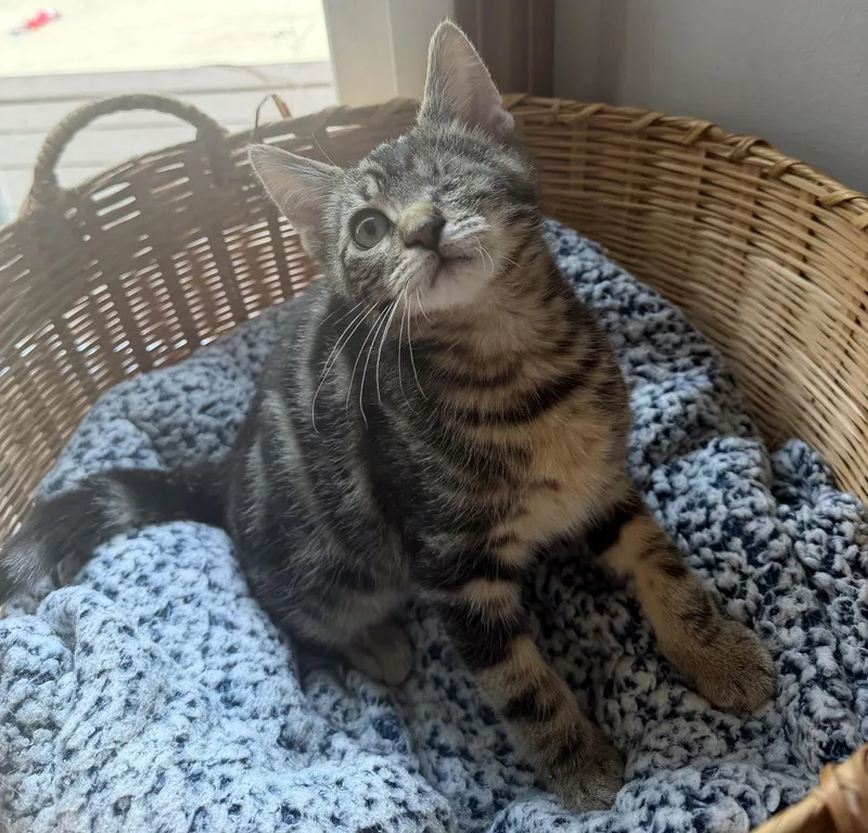 A baby medium-sized male Domestic Short Hair cat named Ducky for adoption in Wadsworth, OH