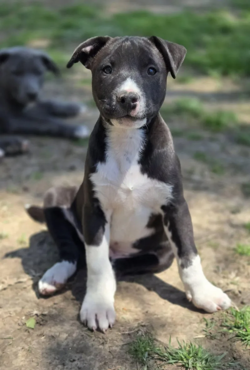 A young medium-sized male Black Pit Bull Terrier dog named Sleepy for adoption in Okemah, OK