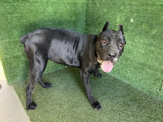 An adult extra large-sized female Cane Corso dog named Lucy for adoption in Lancaster, CA