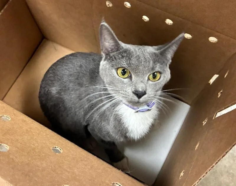 An adult medium-sized female Gray / Blue / Silver Domestic Short Hair cat named Crunch for adoption in Cincinnati, OH