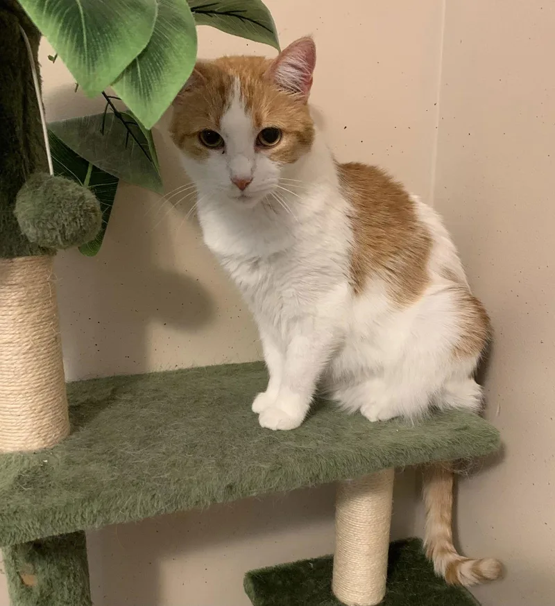 An adult medium-sized female Domestic Short Hair cat named Penelope for adoption in Bloomington, IL