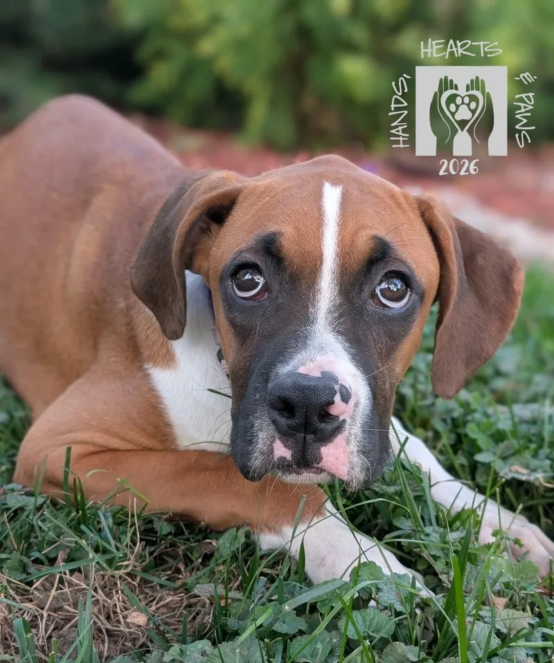 A baby medium-sized male Boxer dog named Warlock for adoption in Omaha, NE