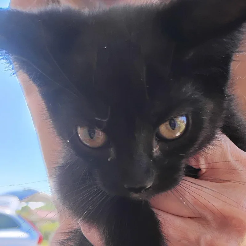 A baby small-sized female Black Domestic Short Hair cat named Jet for adoption in Grantsville, UT