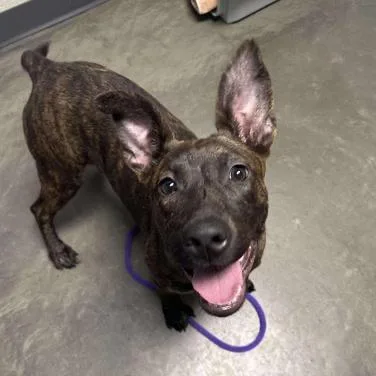 An adult large-sized female Brindle Mixed Breed dog named Mocha for adoption in DeKalb, IL