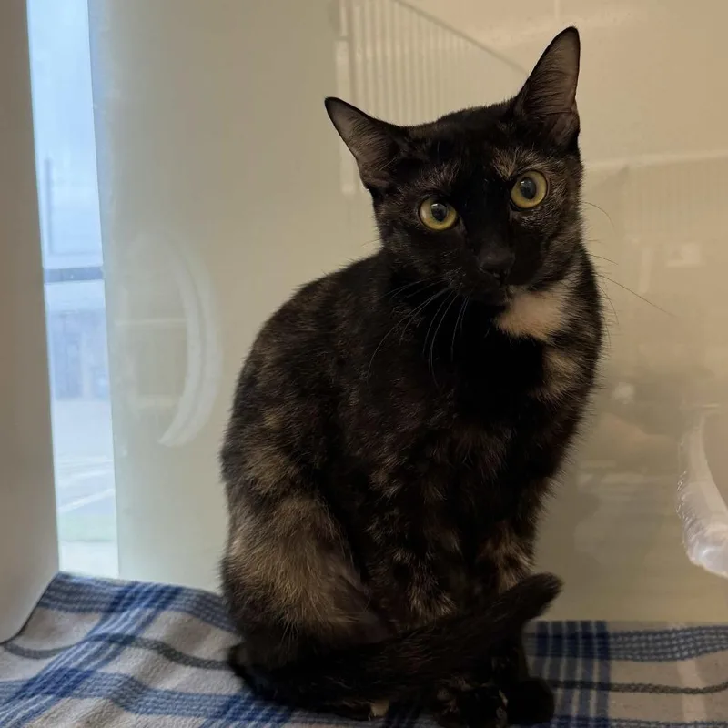 An adult medium-sized female Tortoiseshell Domestic Short Hair cat named Addie for adoption in Beaumont, TX