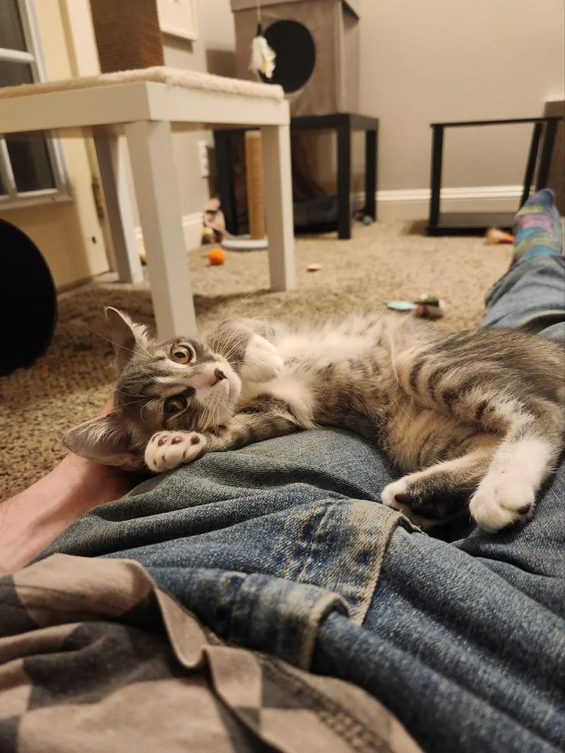 A baby small-sized male Domestic Short Hair cat named Opal for adoption in Milwaukee, WI