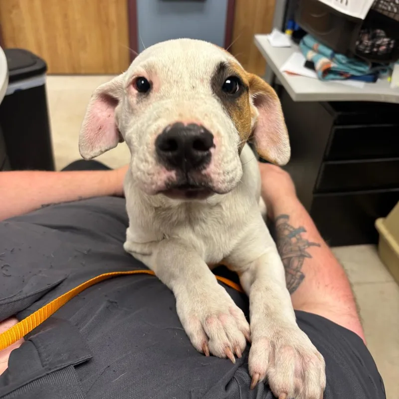 A baby medium-sized male White / Cream Pit Bull Terrier dog named Zues for adoption in St Joseph, MO